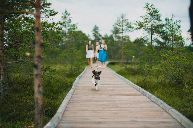 Consejos para viajar con tu mascota. Imagen de perro corriendo por la pasarela de madera de un parque.