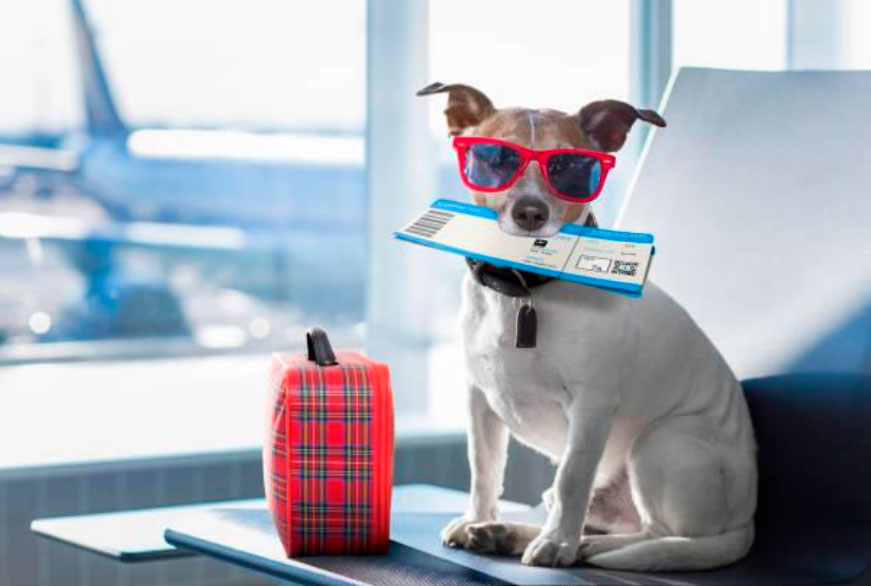 Consejos para viajar con tu mascota. Foto de perro en el aeropuerto con un pasaporte.